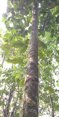 Iriartea deltoidea
