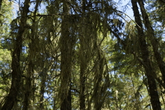 Usnea barbata