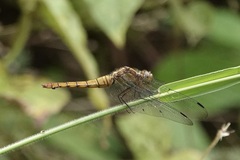 Orthetrum testaceum