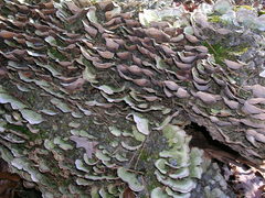 Trichaptum abietinum