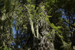 Usnea barbata