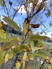 Chionanthus virginicus