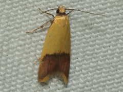 Heteroteucha dichroella