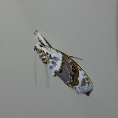 Piloprepes gelidella