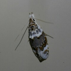 Piloprepes gelidella