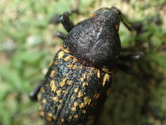 Oreda notata