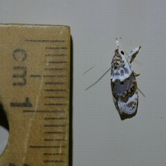 Piloprepes gelidella