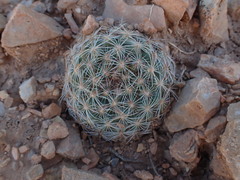 Pediocactus simpsonii