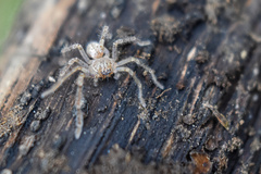 Sparassidae