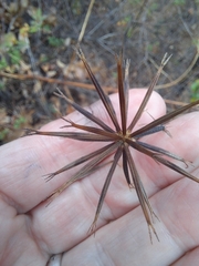 Bidens pilosa