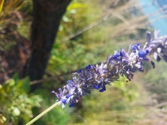 Salvia lavanduloides