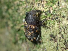 Oreda notata