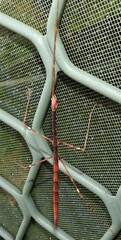 Candovia annulata