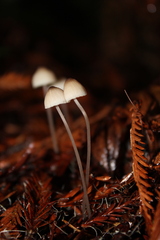 Mycena galopus