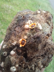 Sphaerobolus stellatus