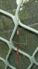 Candovia annulata