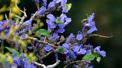 Strobilanthes