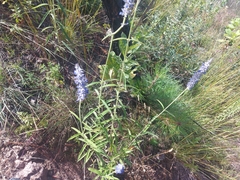 Salvia lavanduloides