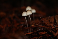 Mycena galopus