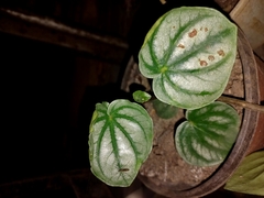 Peperomia argyreia