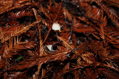 Mycena galopus