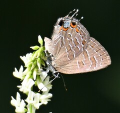 Satyrium liparops