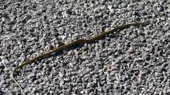 Thamnophis proximus orarius