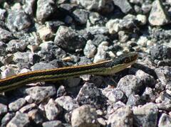 Thamnophis proximus orarius