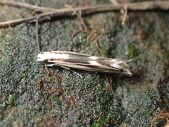 Erechthias chasmatias