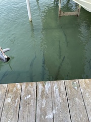 Megalops atlanticus
