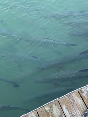 Megalops atlanticus