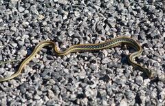 Thamnophis proximus orarius
