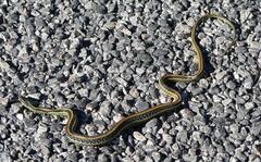 Thamnophis proximus orarius