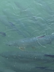 Megalops atlanticus