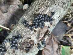 Rosellinia subiculata