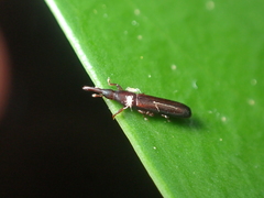 Cossoninae