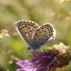Pseudophilotes baton