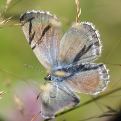 Pseudophilotes baton