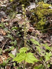 Mitella diphylla
