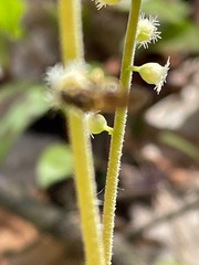 Mitella diphylla