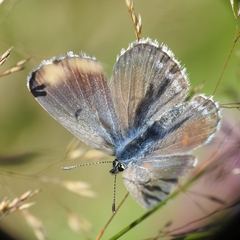 Pseudophilotes baton