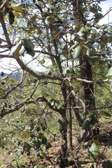Quercus mcvaughii