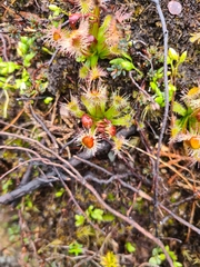 Drosera stenopetala