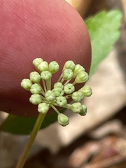 Panax trifolius