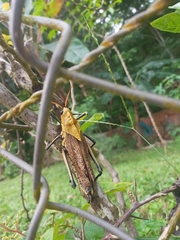Taeniopoda varipennis