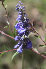 Salvia lavanduloides