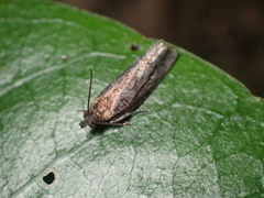 Cryptaspasma querula