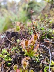 Drosera stenopetala