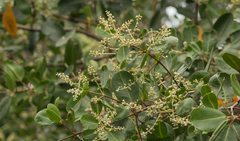 Laguncularia racemosa