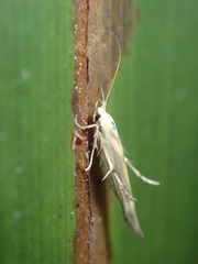 Stathmopoda horticola